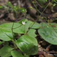 Debia ovatifolia (Cav.) Neupane & N.Wikstr.